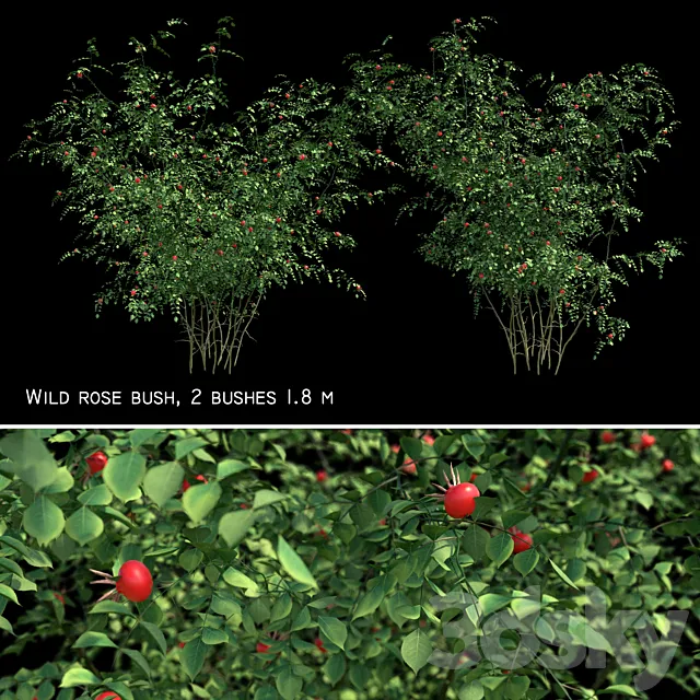 Rosehip 2 bush 3D Model