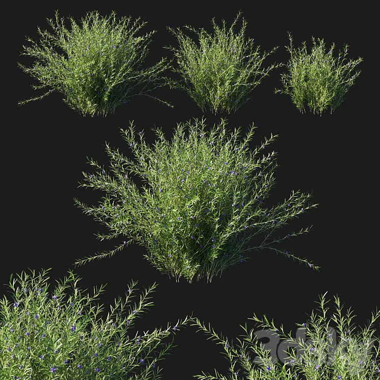 Rosemary creeping 02 3D Model Free Download