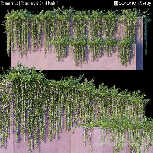 Rosmarinus | Rosemary # 3 (14 Model) 3D Model Rosmarinus | Rosemary # 3 (14 Model) 3D Model