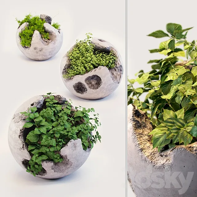 Round concrete pots with plants 3DModel Round concrete pots with plants 3DModel