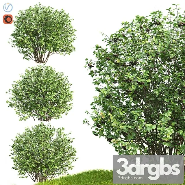 Rowan 10 3D Model Download