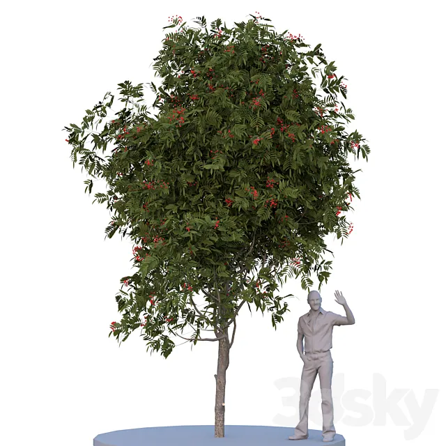 Rowan tree. Summer autumn 3DModel Rowan tree. Summer autumn 3DModel
