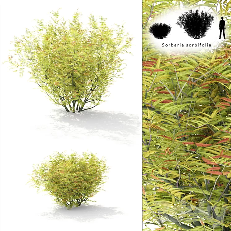 Rowberry rowan bush | Sorbaria sorbifolia 3D Model Rowberry rowan bush | Sorbaria sorbifolia 3D Model
