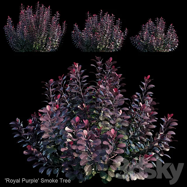 Royal Purple Smoke Tree | Cotinus coggygria 3D Model