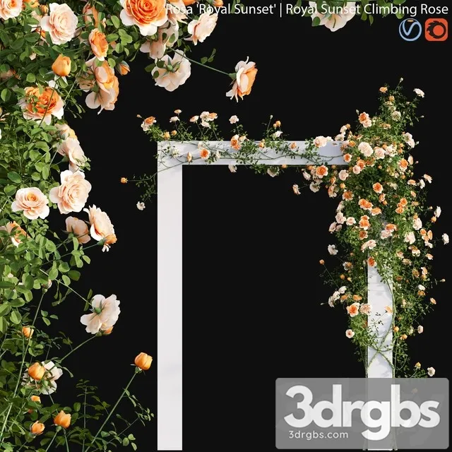 Royal Sunset Climbing Rose 01 3D Model Download