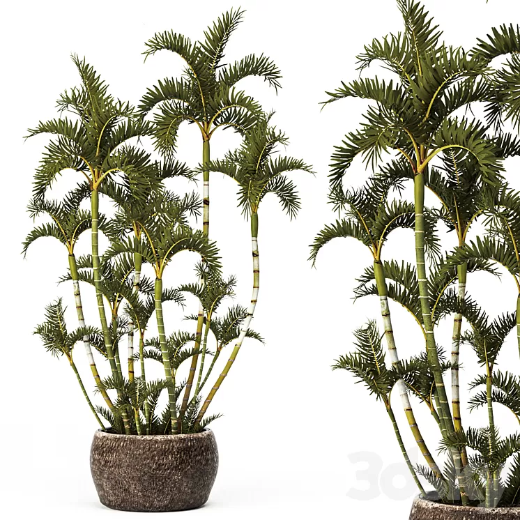 Roystonea decorative palm tree outdoor flowerpot pot bushes tropical exotic 3D Model