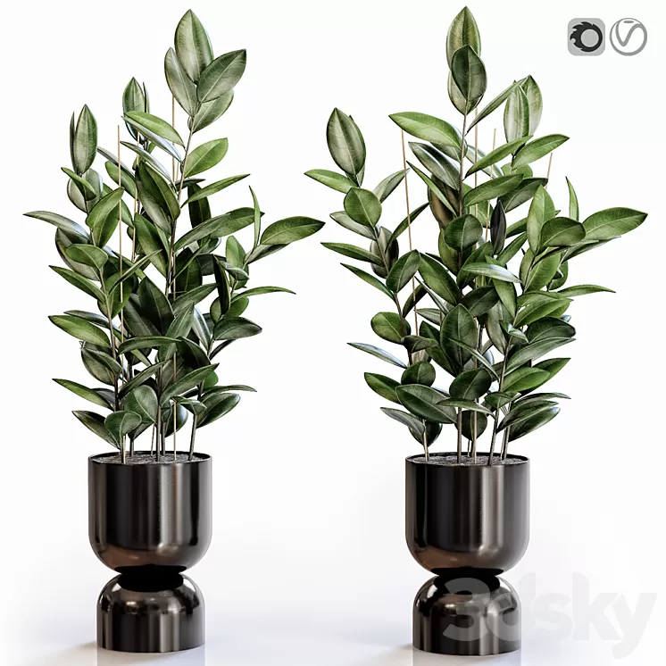 Rubber Plant 2 in modern vase 3D Model