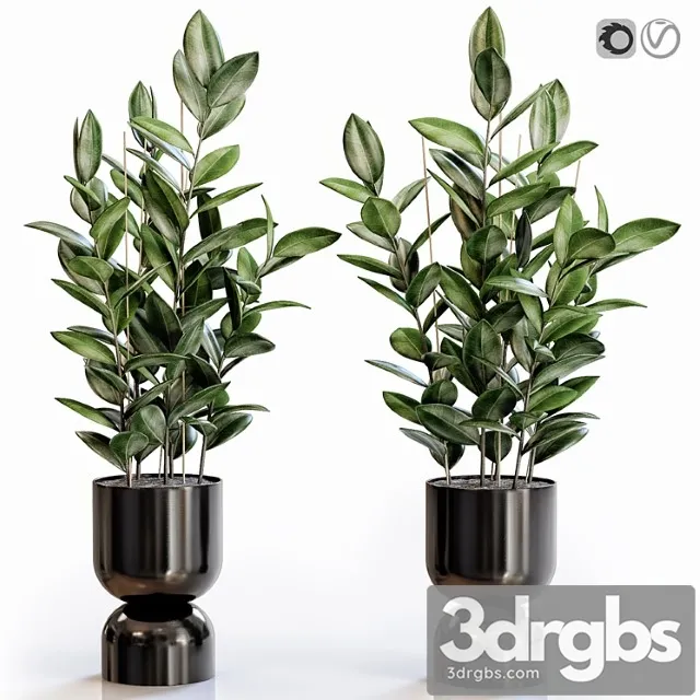 Rubber plant 2 in modern vase Rubber plant 2 in modern vase