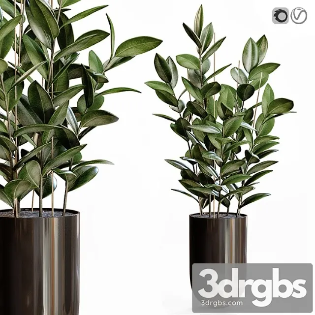 Rubber plant Rubber plant