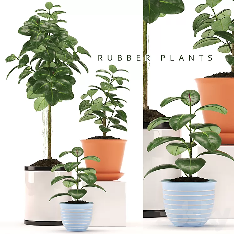 RUBBER PLANTS 47 3D Model RUBBER PLANTS 47 3D Model