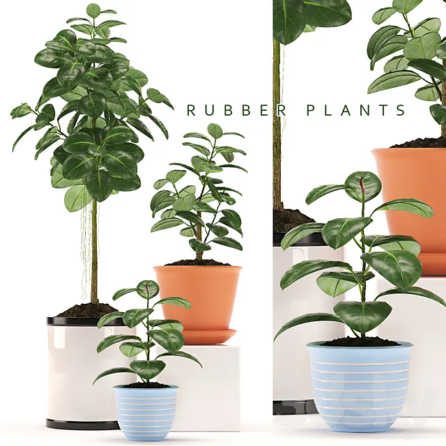 RUBBER PLANTS 47 3DModel RUBBER PLANTS 47 3DModel