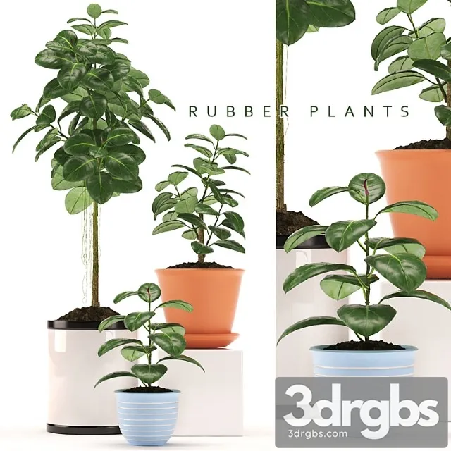 Rubber plants 47 Rubber plants 47