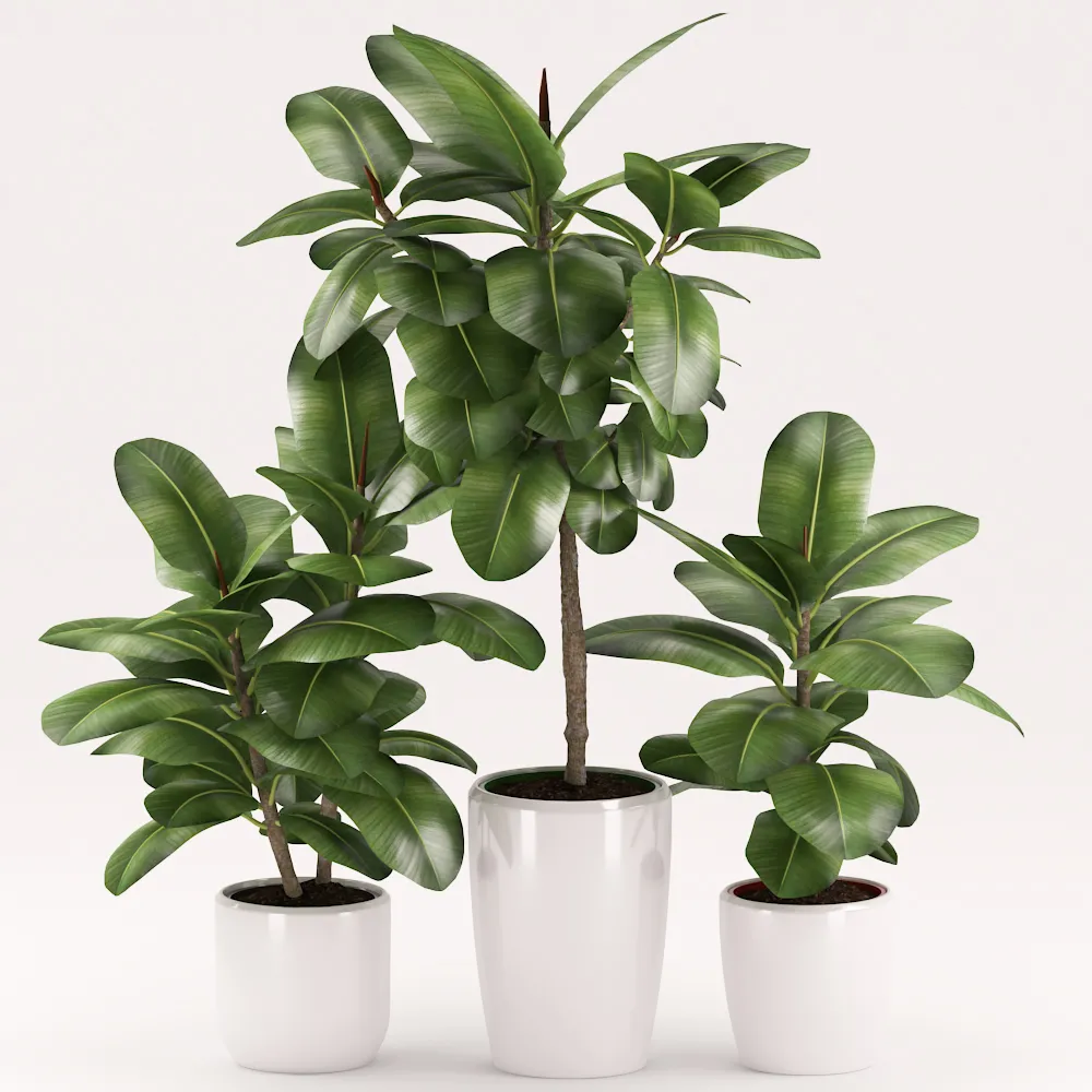 Rubber plants with ceramic pot 3D Model Rubber plants with ceramic pot 3D Model