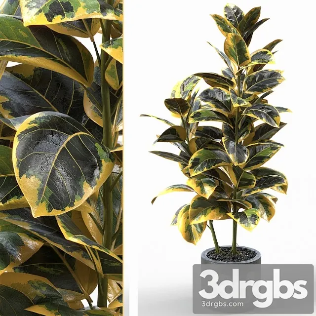 Rubber tree 004 Rubber tree 004