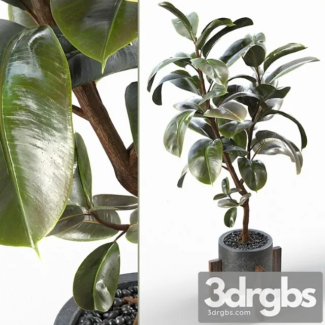 Rubber tree 004_1 Rubber tree 004_1