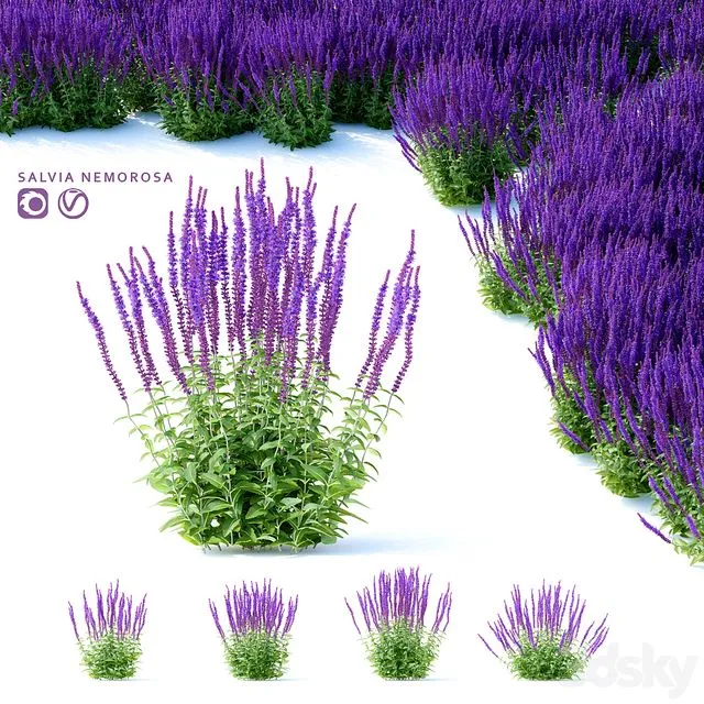 Sage Oak Flowers Salvia nemorosa 3D Model Sage Oak Flowers Salvia nemorosa 3D Model