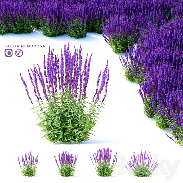 Sage Oak Flowers | Salvia nemorosa 3D Model Sage Oak Flowers | Salvia nemorosa 3D Model