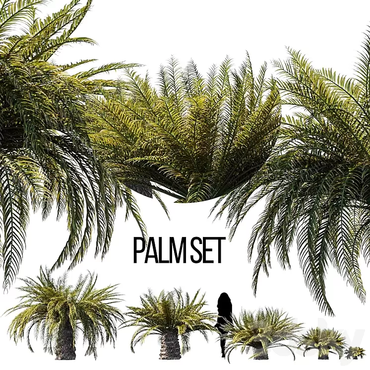 Sago palm 3D Model