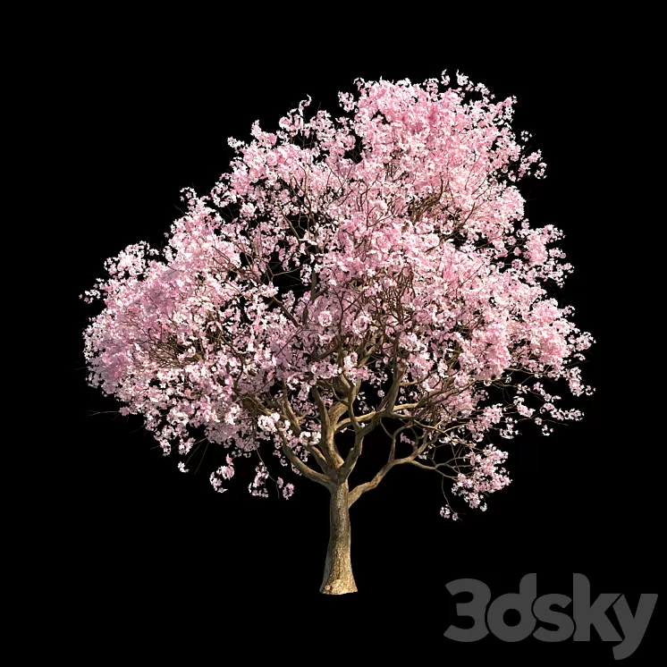 Sakura 5 3D Model
