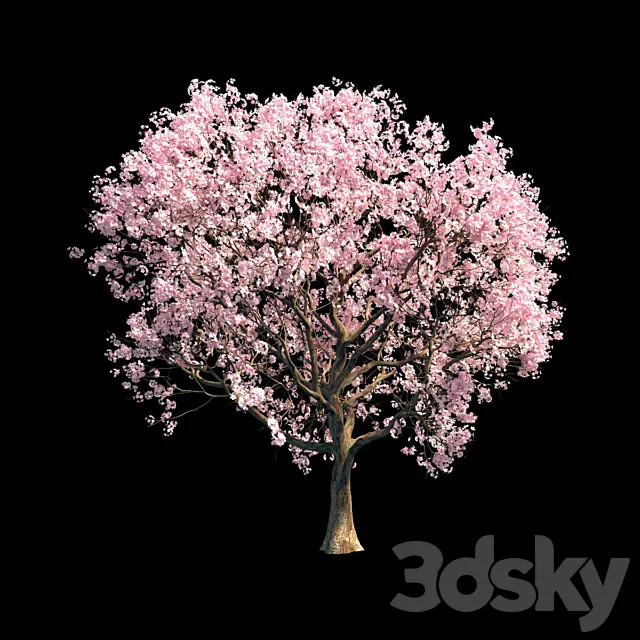 Sakura 8 3D Model Sakura 8 3D Model