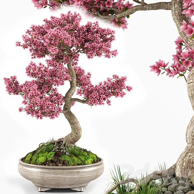 Sakura bonsai tree 3DModel