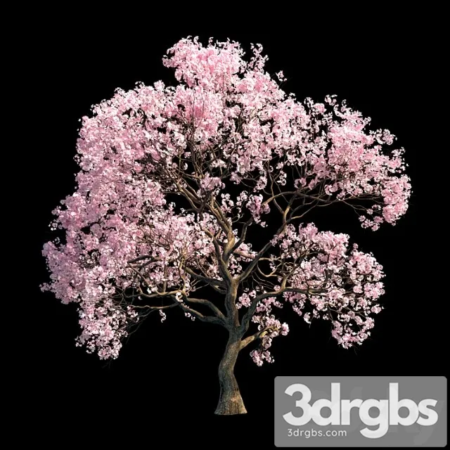 Sakura Tree 3D Model Download