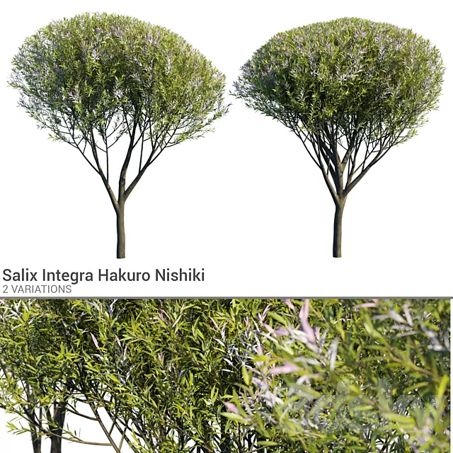 Salix Integra Hakuro Nishiki 3D Model