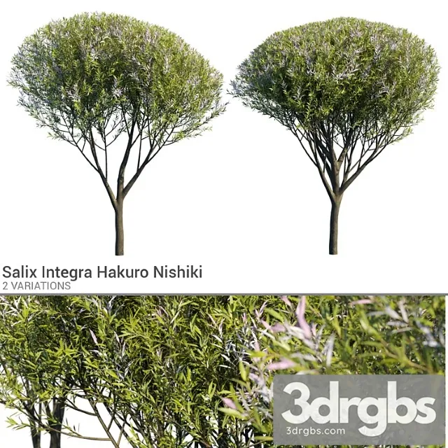 Salix Integra Hakuro Nishiki 3D Model Download