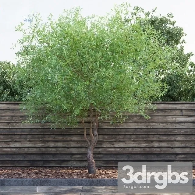Salix Matsudana 3D Model Download