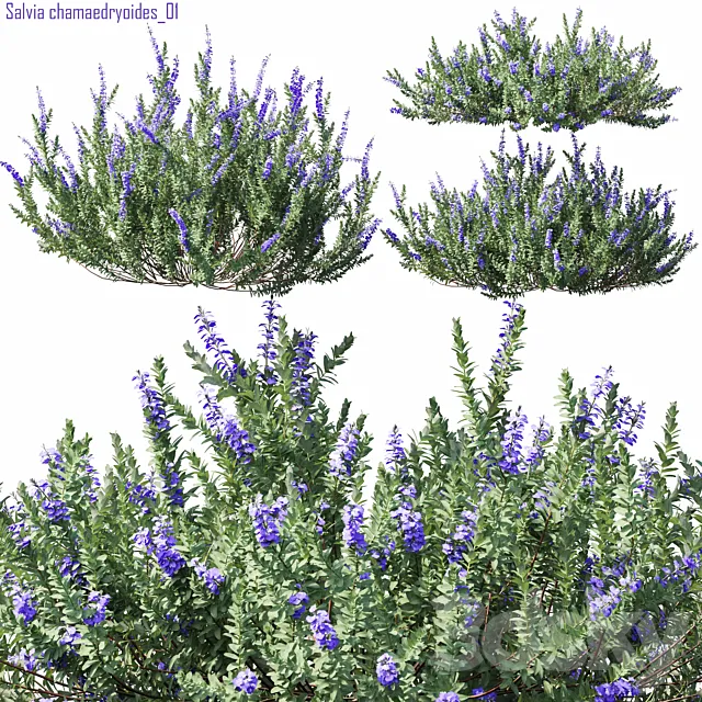 Salvia chamaedryoides 01 3D Model