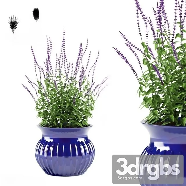 Salvia Oakgrass Flowers Pot 3D Model Download Salvia Oakgrass Flowers Pot 3D Model Download