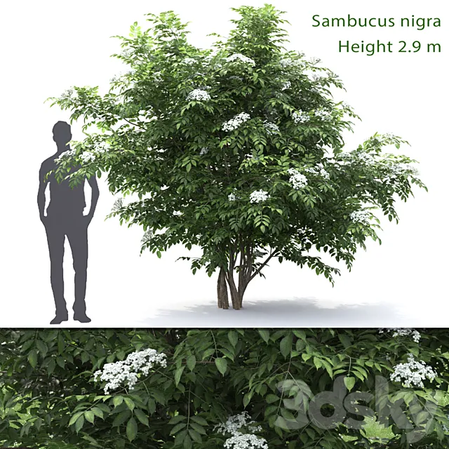 Sambucus nigra # 1 3D Model