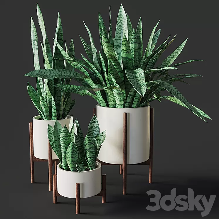 Sansevieria 2 3D Model