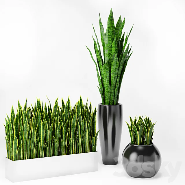 Sansevieria 2 3DModel Sansevieria 2 3DModel