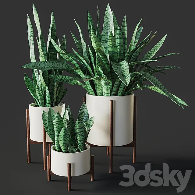Sansevieria 2 3DModel Sansevieria 2 3DModel