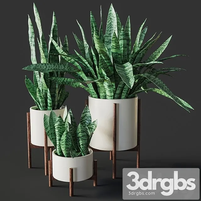 Sansevieria 2 Sansevieria 2