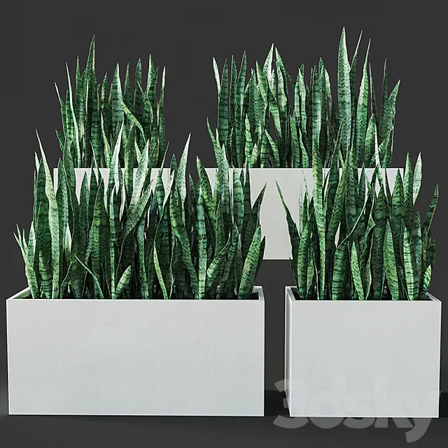 Sansevieria 3 3D Model Sansevieria 3 3D Model