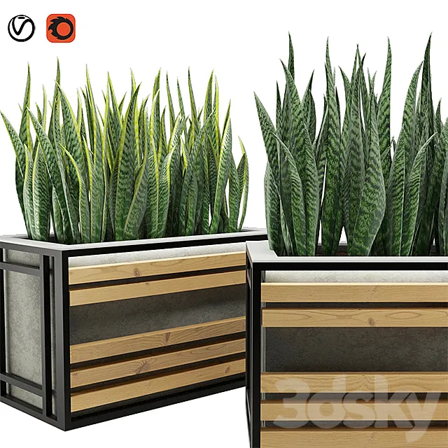 Sansevieria 3D Model