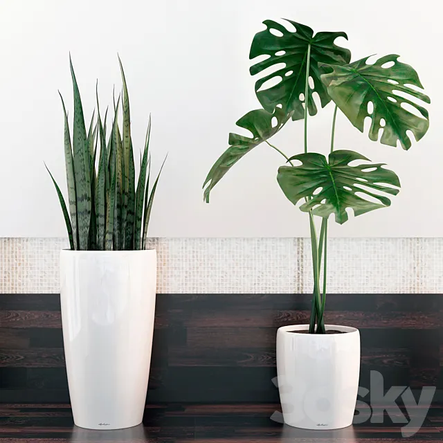 sansevieria. monstera 3DModel sansevieria. monstera 3DModel