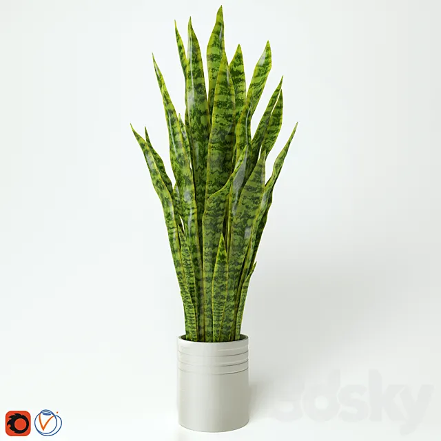 Sansevieria “snake plant” “Teschin language” 3D Model Sansevieria “snake plant” “Teschin language” 3D Model