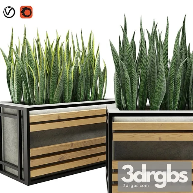 Sansevieria Sansevieria