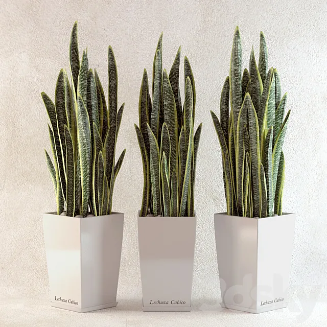 sansevieriya 3DModel sansevieriya 3DModel