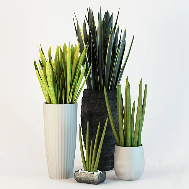 Sansevieriya. 3DModel Sansevieriya. 3DModel
