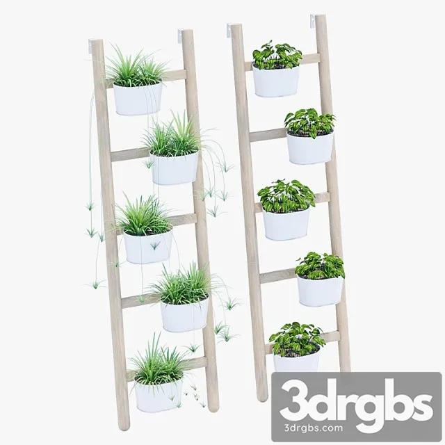 Satsumas three Satsumas three