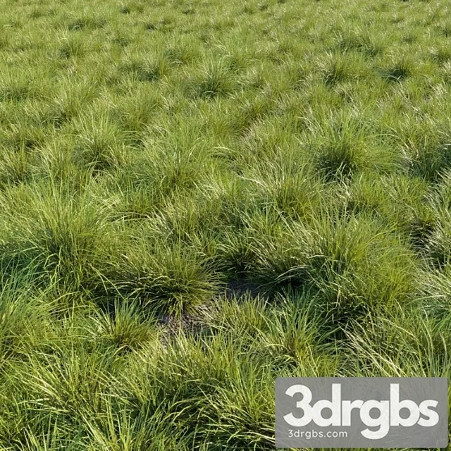 Saw Sedges Grass 3D Model Download