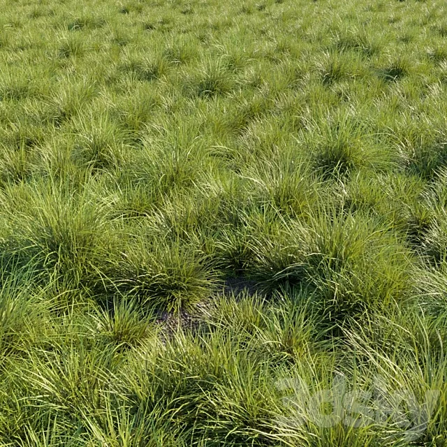 Saw-sedges grass 3D Model Saw-sedges grass 3D Model