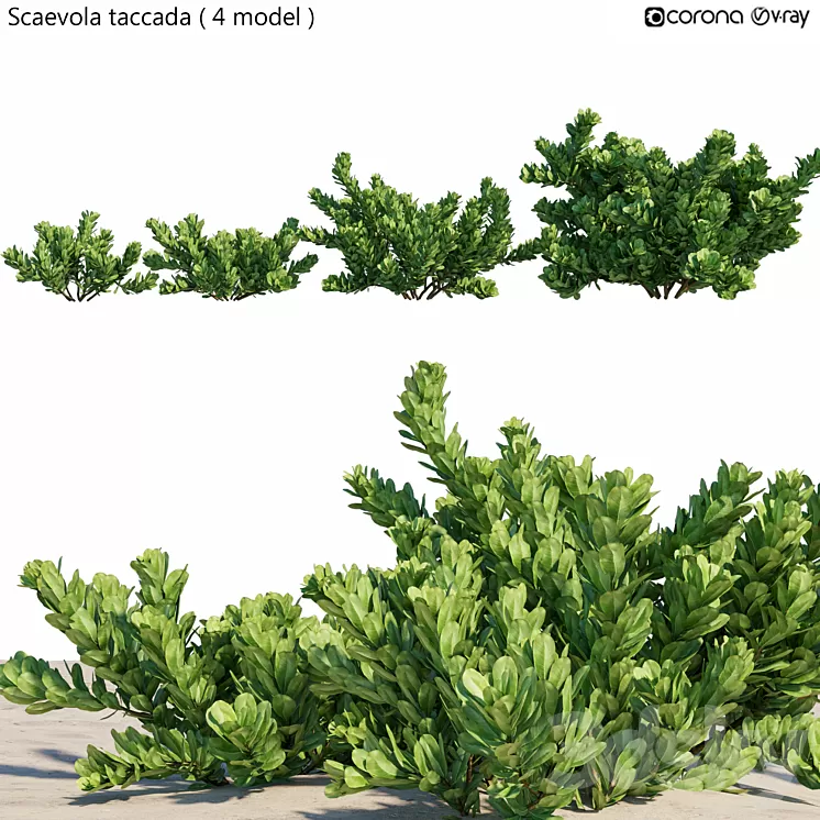 Scaevola taccada 3D Model