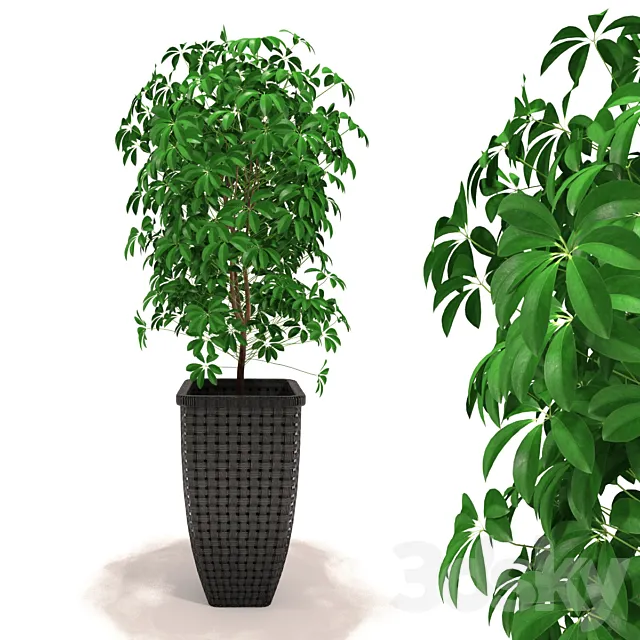 Scheffler – Schefflera 3DModel Scheffler – Schefflera 3DModel