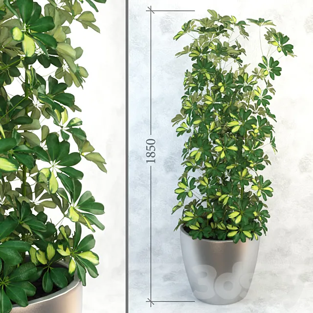 Schefflera _ Column 3D Model Schefflera _ Column 3D Model
