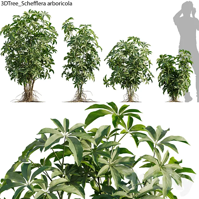 Schefflera arboricola 01 3D Model